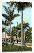 1915 Royal Palms in Florida Palm Trees Postcard FR picture
