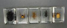 ​Ambor Set of Five the Insect World Learn Your Bugs Beetles Spiders Wasps picture