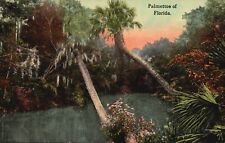 Postcard FL Palmettos of Florida Divided Back Unposted Vintage PC J3832 picture