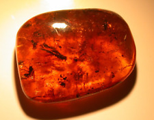 3 Winged Ants, Plant, Fulgoroids in Lovely Deep Orange Dominican Amber Fossil picture