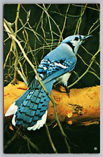 Postcard Blue Jay Bird picture