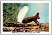 Arizona~White Tail Kaibab Squirrel @ Natl Forest~Union Pacific Vintage Linen PC picture