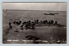 RPPC Houghton Lake MI-Michigan, Wild Ducks Vintage Postcard picture