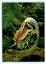 Tropical Aquarium Nautilus Belauensis Fish Postcard picture