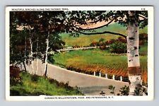 Petersburg NY-New York, Birches Along Taconic Trail, Antique Vintage Postcard picture