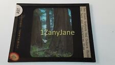 Colored Glass Magic Lantern Slide AST TREES WESTERN RED CEDAR WITH MAN FOR SCALE picture