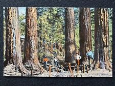 Bellingham Washington WA Forest Scene Antique Postcard Photo picture
