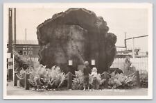 Postcard RPPC Ft. Bragg, California Eastman's Studio, Woman & Child Large Tree picture