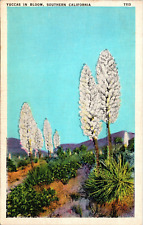 Yuccas In Bloom Southern California CA Postcard picture