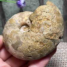 100% Rare natural rough unpolished conch Ammonite from Nigeria  258g  A76 picture