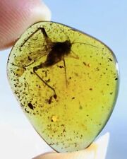 Burmese insects fossil burmite Cretaceous katydid insect amber fossil Myanmar picture