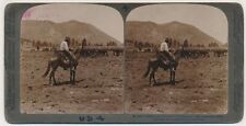 ARIZONA SV - Cowboy & Cattle Roundup - Underwood c1901 picture