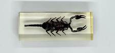 1 pcs Real Black Scorpion Specimen Collection Home Decoration Accessories picture