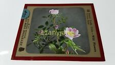 HISTORIC Magic Lantern GLASS Slide OGH NATURE STUDY WILD FLOWERS NATURE ROSE picture
