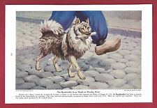 1943 Dog Print Illustration ~ KEESHONDEN ~Netherlands breed ~Art by Walter Weber picture