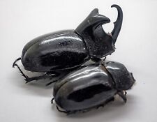 Beetle - Dynastidae -Trichogomphus lunicollis (Pair) - Tapah Hills, Perak, M'sia picture