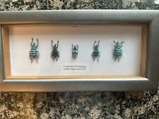 REAL 5 Iridescent  Turquoise Beetles - Taxidermy - Mounted & Framed - VTG 2003 picture