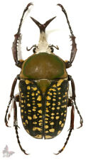 Megalorrhina harrisi peregrina f.harrisi 45-49mm,from Tanzania, UNMOUNTED beetle picture