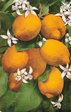 Colorful Yellow California Lemons, Vintage Postcard picture