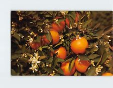 Postcard Branch of an Orange Tree Blooming and Bearing Fruit picture