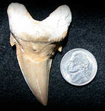 Large Otodus Fossil Shark Tooth Megalodon Sharp 2.32 Inches with Both Cusps picture