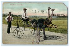 1909 California Ostrich Team, Two Ostrich in One Carriage Postcard picture