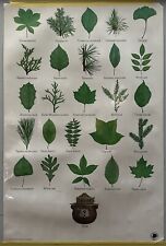 Vintage 1987 Smokey The Bear Think Laminated Classroom Poster Leaf Needle ID picture