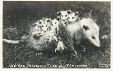 Photography W.M. Cline Possum Family Mother & Babies Traveling through Tennessee picture