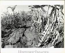 1980 Press Photo Disastrous drought effect at a corn farm in Gardner, Kansas picture