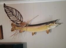 Apx 39in  12 Lbs  Northern Pike  Taxidermied  picture