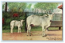 c1910 Zebu Sacred Ox of India Lincoln Park Chicago Illinois IL Zoo Postcard picture