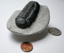 Trilobite Grade A 3