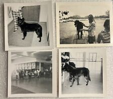 Belgian Sheepdog Dog Old Lot Of 4 Pictures 1970 Vintage Photographs Dogs picture