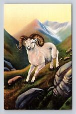 American Wildlife Of The Northwest & Alaska, Mountain Sheep Vintage Postcard picture