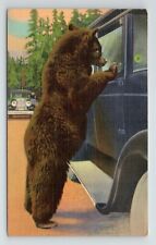 Hold Up Bear Begging for Food Card Yellowstone National Park WY VTG Postcard picture