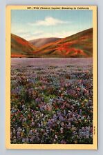 CA-California, Wild Flowers Blooming, Antique, Vintage Postcard picture