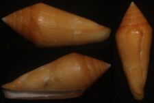 Tonyshells Seashells  Conus lani VERY RARE 50mm F+, dead taken, superb yellow picture