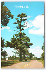 Grayling Michigan The Lone Pine along Roadside 1969 vintage postcard picture