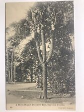 1900 A Three Branch Palmetto Tree Daytona Florida Undivided Back Postcard picture