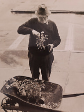 Vintage Old Man Potting Flowers From Wheelbarrow City Genre Scene c1960 Original picture