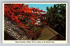 FL-Florida, Royal Poinciana In Bloom, Antique, Vintage c1964 Souvenir Postcard picture