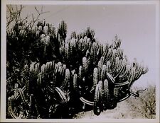 GA43 Original Stratton Photo HUGE CACTUS PLANT Growing in Southwestern Desert picture