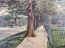 C 1908 Tree Lined Beautiful Street Scene Detroit Avenue Cleveland Ohio Postcard  picture