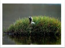 Loon Photography Postcard - Red Throated Loon 1996 by Brian Milne picture