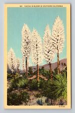 CA-California, Yuccas in Bloom Southern California, Antique Vintage Postcard picture