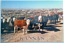 VTG Postcard KANSAS-Cattle Feed Lot Near Ingalls,Ingalls Feed Yard-c1990 UNP m2 picture