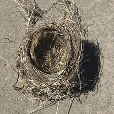 Real Bird Nest Authentic From Nature Robins From Colorado Natural Built Home picture