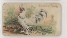 1907 Philadelphia Caramel Zoo Chickens E31 Sultan Fowl z6d picture