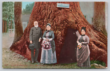 Postcard Santa Cruz, California General Fremont and Family at Big Trees A587 picture
