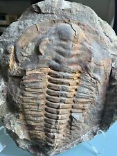 Very large positive and negative trilobite fossils, 10 inches X 9 inches. picture